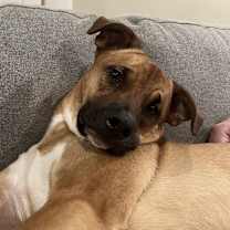 Thumbnail photo of Winston - AVAILABLE #3