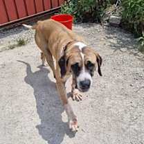 Thumbnail photo of Maggie #1