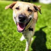 Thumbnail photo of Levi (Tri-pawed) #1
