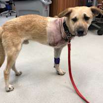 Thumbnail photo of Levi (Tri-pawed) #2