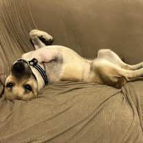 Thumbnail photo of Levi (Tri-pawed) #4