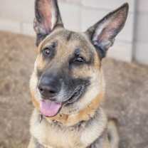 adopt-pet