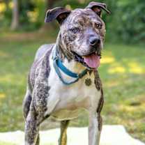 Thumbnail photo of Hector *FOSTER NEEDED TOO! #1