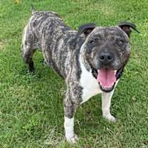 Thumbnail photo of Hector *FOSTER NEEDED TOO! #4