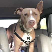 Thumbnail photo of Chipper #1