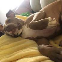 Thumbnail photo of Chipper #2