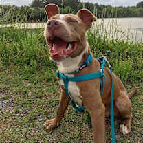Thumbnail photo of Chipper #3