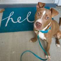 Thumbnail photo of Chipper #4