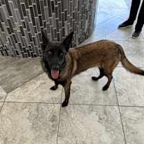 Thumbnail photo of Cora - Located in San Antonio, TX #2