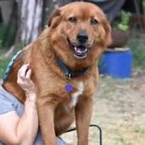 Thumbnail photo of Tank (Trinity) #3