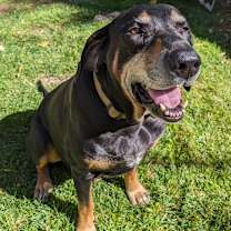 adopt-pet