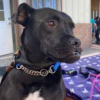 Thumbnail photo of Argos #2