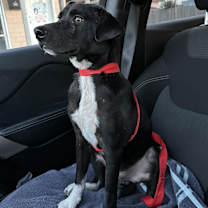 Thumbnail photo of Roger #2