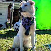 Thumbnail photo of Juniper #2