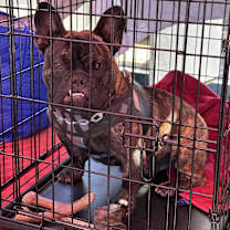 Thumbnail photo of Loki #3