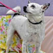 Thumbnail photo of Chip-Sponsored #4
