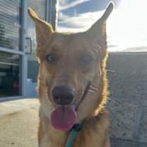 Thumbnail photo of Savannah #1