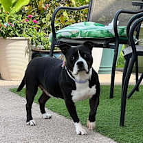 Thumbnail photo of Big Mama -not so big any more! #1