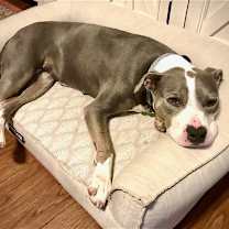 Thumbnail photo of Jude #2