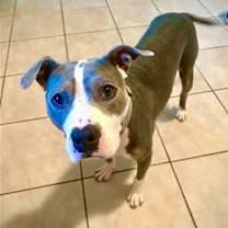 Thumbnail photo of Jude #3