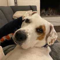 Thumbnail photo of Poppy #1