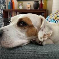 Thumbnail photo of Poppy #3