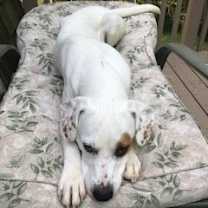 Thumbnail photo of Poppy #4