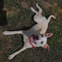 Thumbnail photo of Athena (Iowa) #4