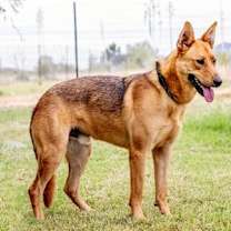 Thumbnail photo of Dusty #4