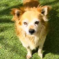 Thumbnail photo of Rusty #2