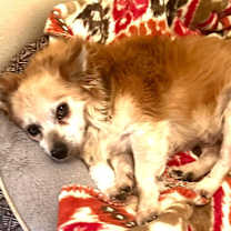 Thumbnail photo of Rusty #3