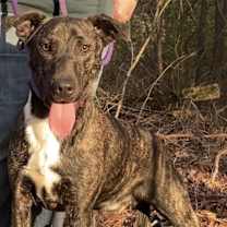 Thumbnail photo of Fable - cowboy litter of 3 #4