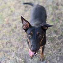 Thumbnail photo of Holidog #3