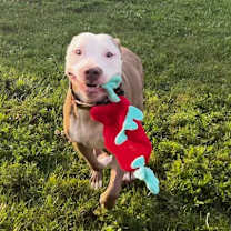 Thumbnail photo of Simba #2