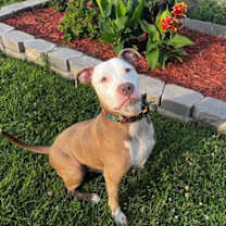 Thumbnail photo of Simba #4