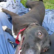 Thumbnail photo of Posy #1