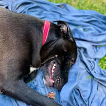 Thumbnail photo of Posy #3