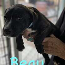 Thumbnail photo of Cookie - Brindle #4