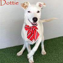 Thumbnail photo of Dottie #1