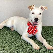 Thumbnail photo of Dottie #2