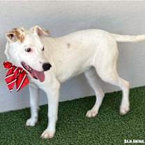 Thumbnail photo of Dottie #4