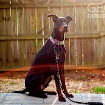 Thumbnail photo of Sam #2
