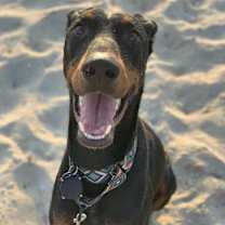Thumbnail photo of Sam #4