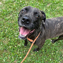 Atlas (Foster Needed)