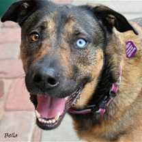 Thumbnail photo of Bella #1