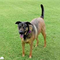 Thumbnail photo of Bella #3