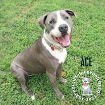 Thumbnail photo of Ace #3