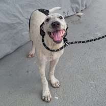 Thumbnail photo of Charlie #1