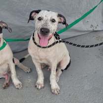 Thumbnail photo of Charlie #3