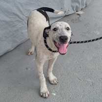 Thumbnail photo of Charlie #4